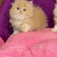 بچه گربه نژاد دار اصیل ( مجموعه اصلی)