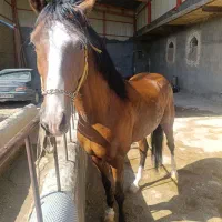 اسب|اسب و تجهیزات اسب‌سواری|چهاردانگه (تهران), |دیوار