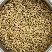 بذر باقلا خارجی درجه یک|گل و گیاه طبیعی|بهبهان, |دیوار