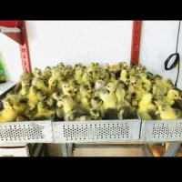 خریدار جوجە غازمحلی