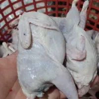 فروش  بلدرچین کشتار شده و تخم گذار ۶۰تومان|حیوانات مزرعه|اطاقور, |دیوار