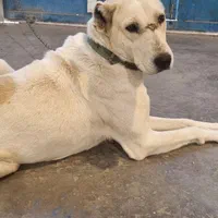 ماده خراسانی|سگ|مشهد, امیریه|دیوار