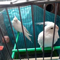 عروس هلندی جوفت آلینو