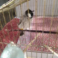 مرغ مینا|پرنده|تهران, آهنگ|دیوار