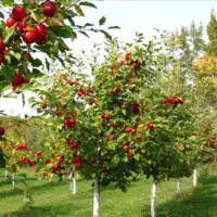 انجام کلیه خدمات باغبانی و گل کاری|خدمات باغبانی و درختکاری|اصفهان, ستار|دیوار