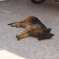 گم شده ژرمن|سگ|کرمان, |دیوار