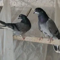 کبوتر
