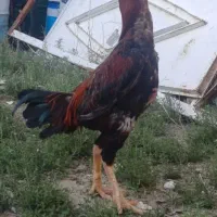 خروس لاری