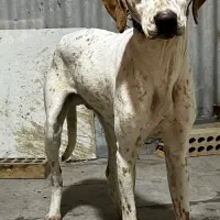 دالمیشن فورش و معاوضه