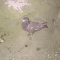 کبوتر|پرنده|درمیان, |دیوار