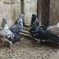 کبوتر سوسکی ساعتی تهرانی طوقی