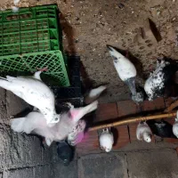 کبوتر ساعتی