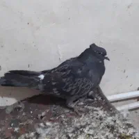 فروش ۳ عدد کبوتر پرشی ضمانتی