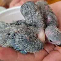 کوتوله برزیلی وایت فیس