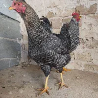 مرغ و خروس پلیموتراک