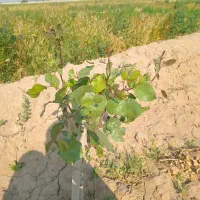 زمین-در-بارانلو