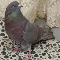 تهرانی نوک ریز بی عیب|پرنده|قزوین, |دیوار