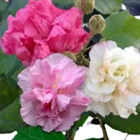 ختمی کانادایی ،ناندینا ۱۰۰ تومن