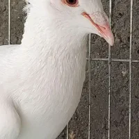 جفت دم زرد عطیقه