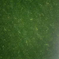 سبزی خورشتی|خوردنی و آشامیدنی|شیراز, دست خضر|دیوار