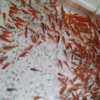 غزا ماهی قرمز و خودش