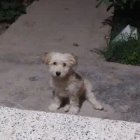 سگ شیتزو تریر