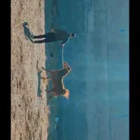 کره مادیان 23 ماهه|اسب و تجهیزات اسب‌سواری|خمینی‌شهر, |دیوار