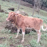 گاو لیشه چالوسی خوشگل و آرام|حیوانات مزرعه|رشت, کوی مهر|دیوار