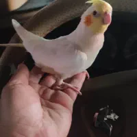 جوجه عروس