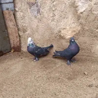 سیاه کله سفید