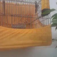 پرنده