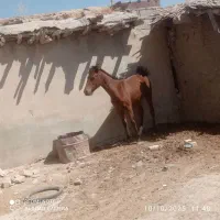 یک راس کره نریون ۱۱ماهه به فروش میرسد