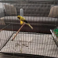 قناری رسمی بلند