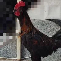 فروش خروس جوان ۷ ماهه
