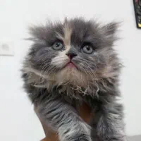 پرشین سوپر فلت