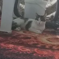 گربه