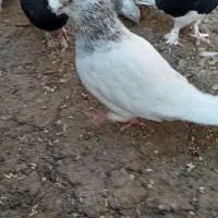 چند جفت کبوتر فروشی|پرنده|جیرفت, |دیوار