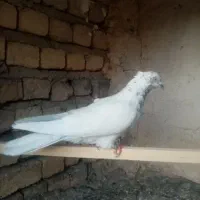نر کلدار