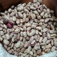 لوبیا چیتی برداشت امسال