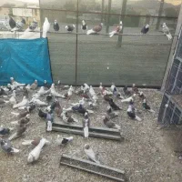 شازده.ابلغ.تیکه پاره.شازده سرور