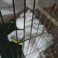 خرگوش جرسی سفید ، تازه از شیر‌جدا شدن