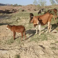 گاو مادع با گوساله نر فروشی