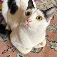 واگذاری رایگان گربه ماده dsh یک ساله