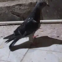 کبوتر
