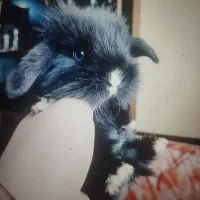 خرگوش بامزه