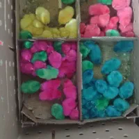 جوجه رنگی عمده است