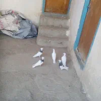 کبوتر جوانه|پرنده|بیستون, |دیوار