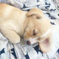 سگ ناناز خوشگل