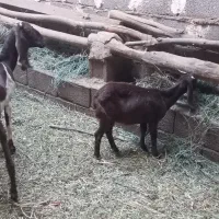 بز خارجی با بزغاله