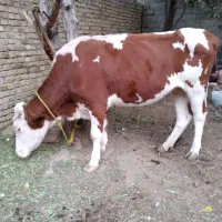 گوساله|حیوانات مزرعه|تهران, گیشا|دیوار